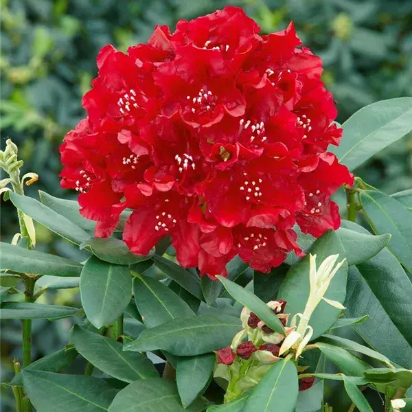 Rododendron ´oratorium´