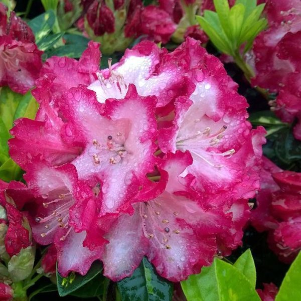 Rododendron ´abraham lincoln´