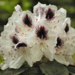 Rhododendron-Sappho.jpg