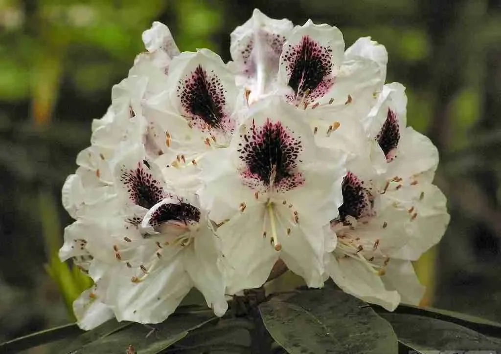 Rododendron ´euterpe´