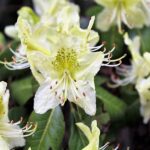Rhododendron-ambiguum-flowers-front-and-side-view
