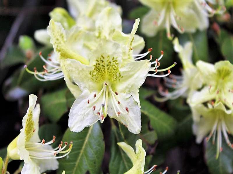 Rododendron ambiguum