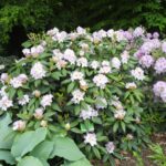 Rhododendron’Kaulbach'(1)
