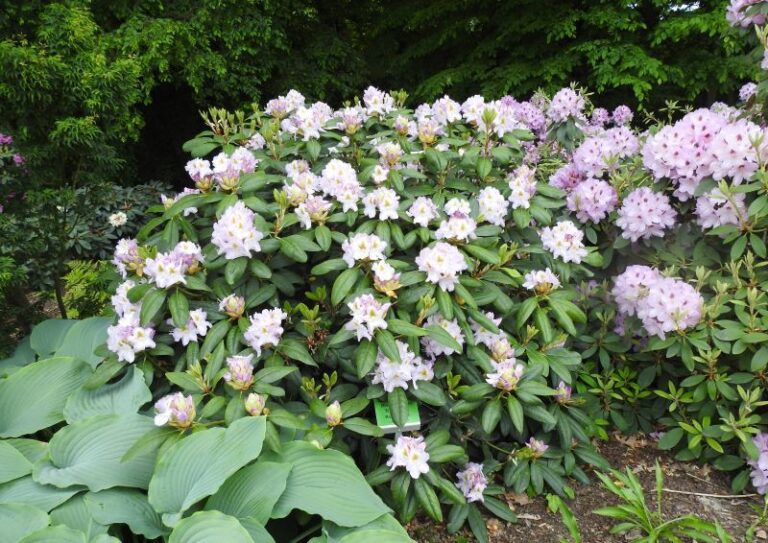 Rhododendron'Kaulbach'(1)