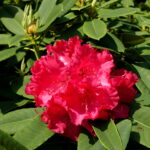 Rhododendron_’Britannia’_-_Sheffield_Park_and_Garden_-_East_Sussex,_England_-_DSC05432