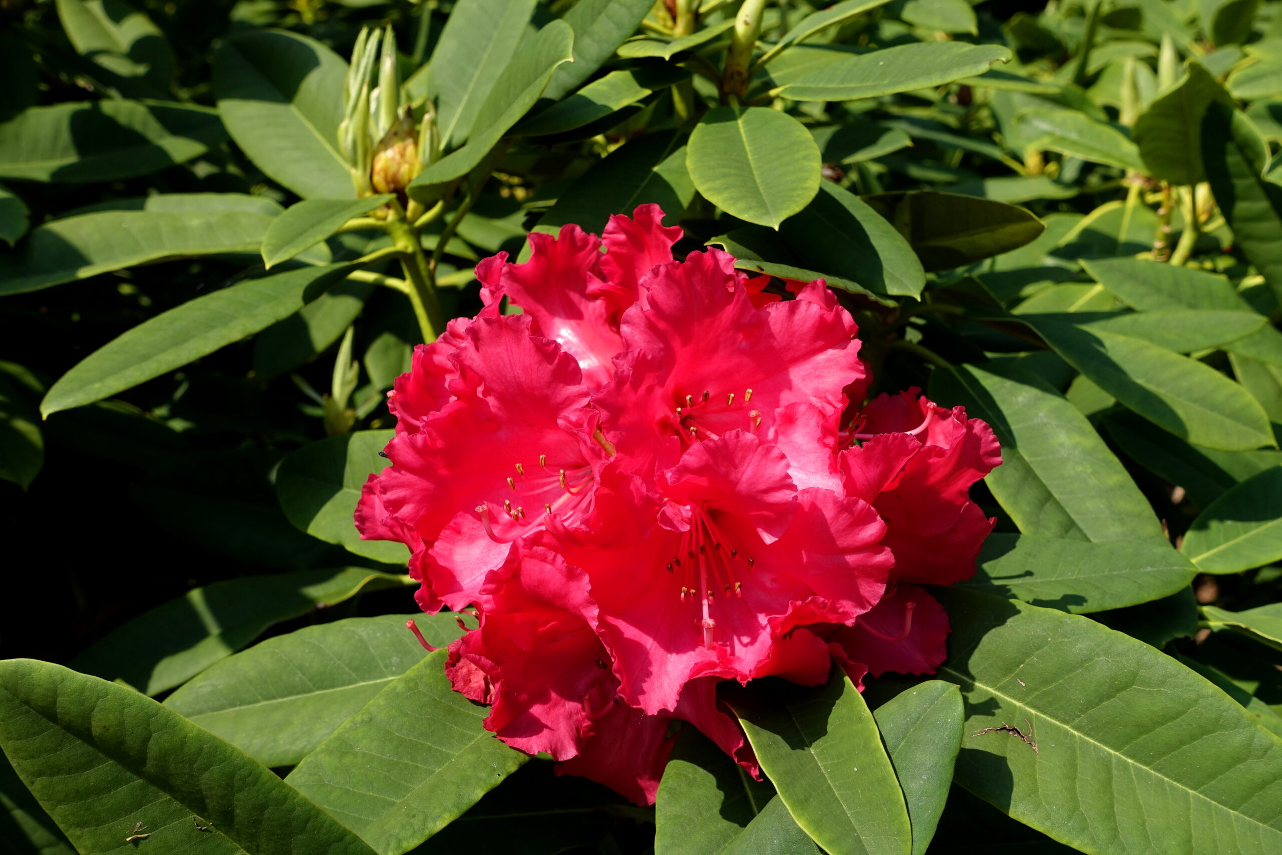 Rododendron ´britannia´