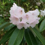 Rhododendron_argyrophyllum