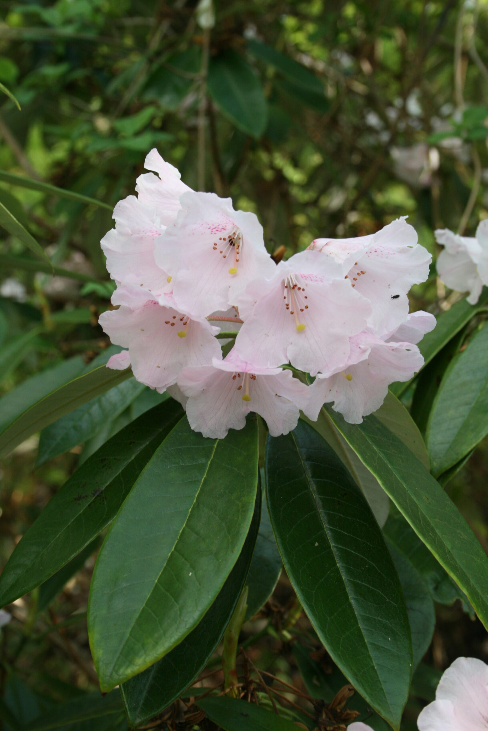 Rododendron argyrophyllum
