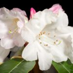Rhododendron_bureavii_’Lem_4322’_Franch.-_Bull._Soc._Bot._France_34-_281_(1887)._20230417_214938