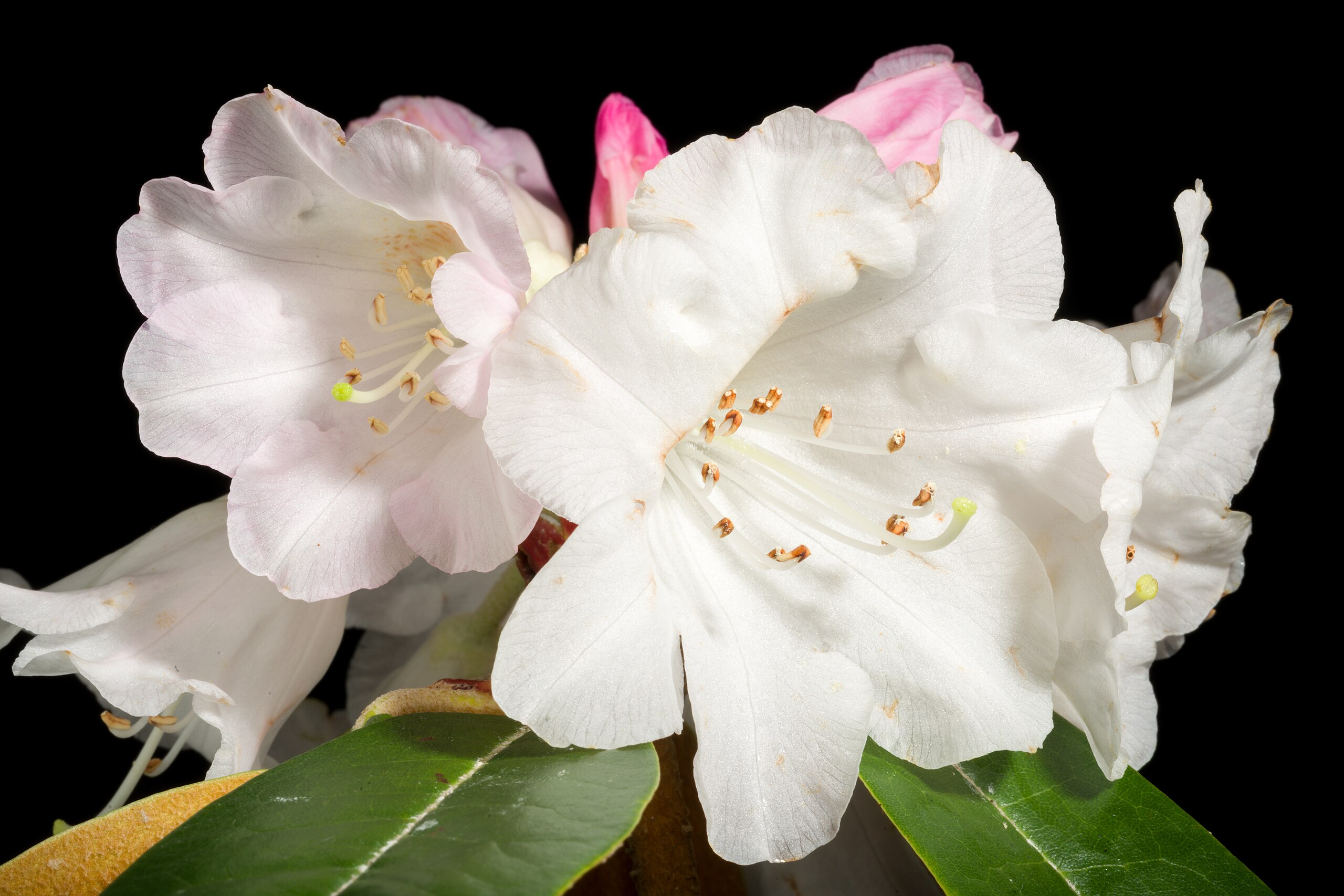 Rododendron bureavii