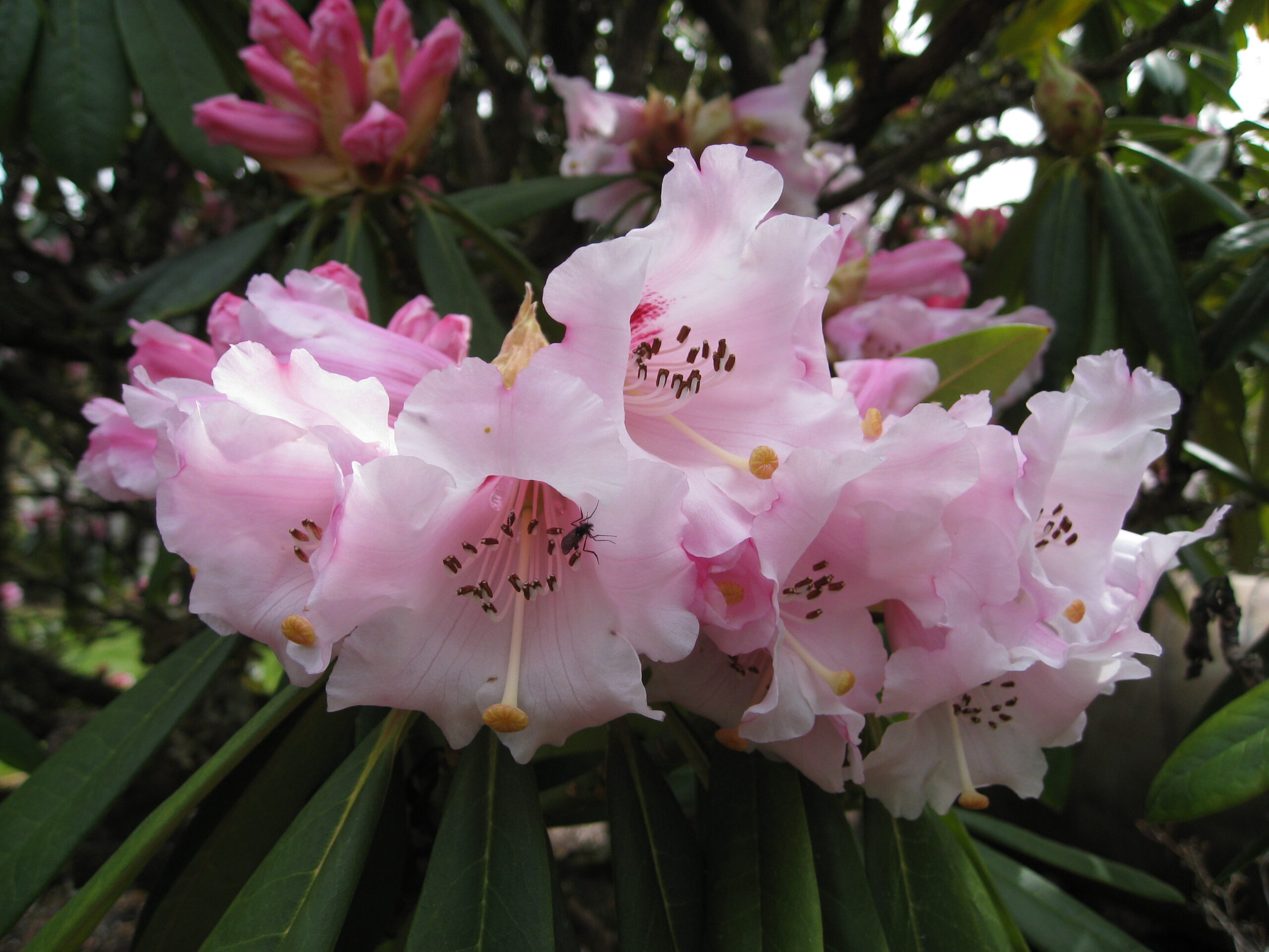 Rododendron calophytum