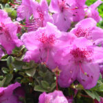 Rhododendron_calostrotum_ssp_keleticum_5