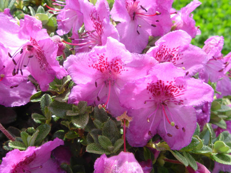 Rododendron calostrotum