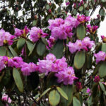 Rhododendron_campanulatum_AJTJ