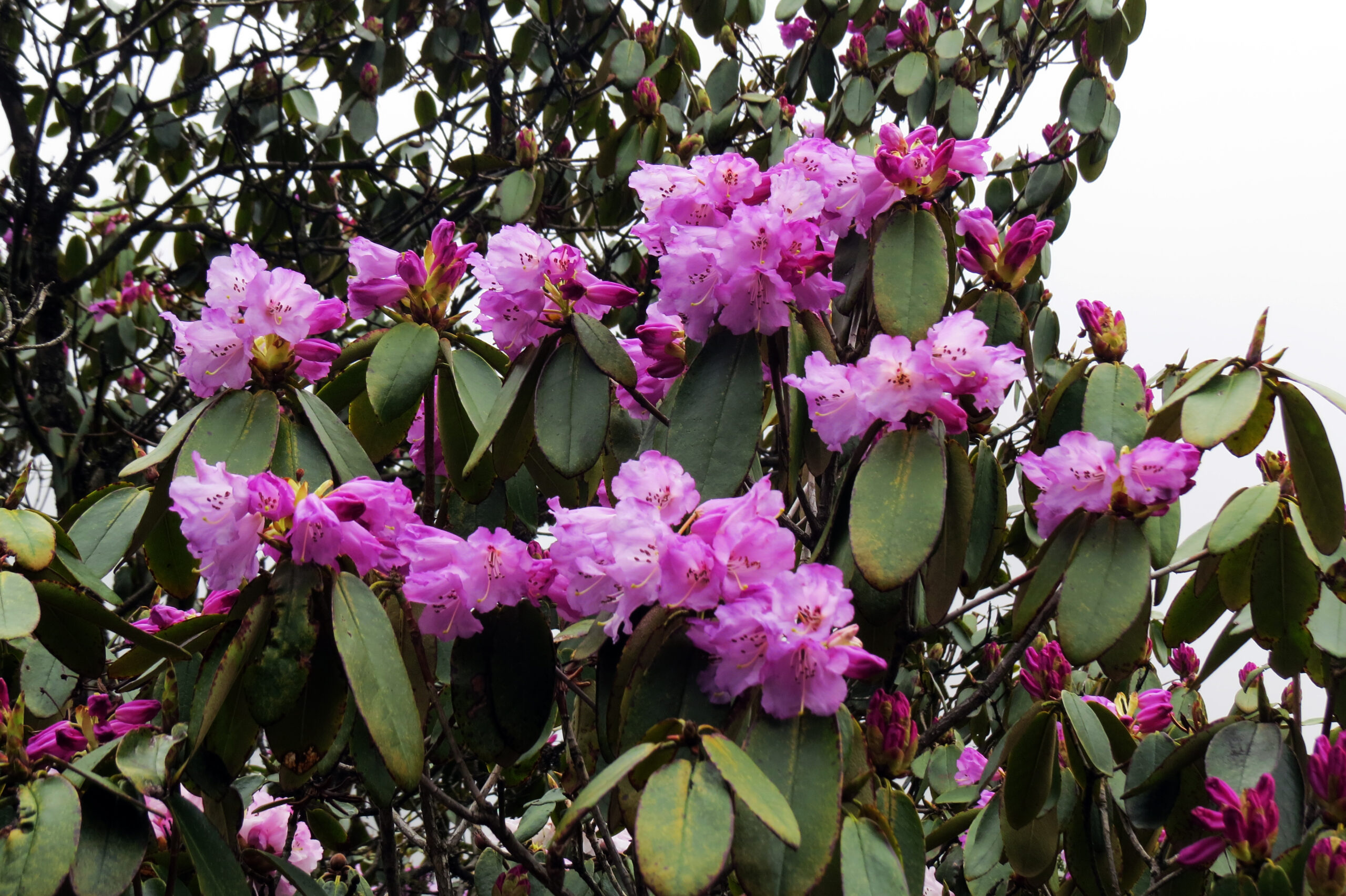 Rododendron campanulatum