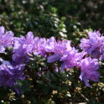 Rhododendron_fastigiatum