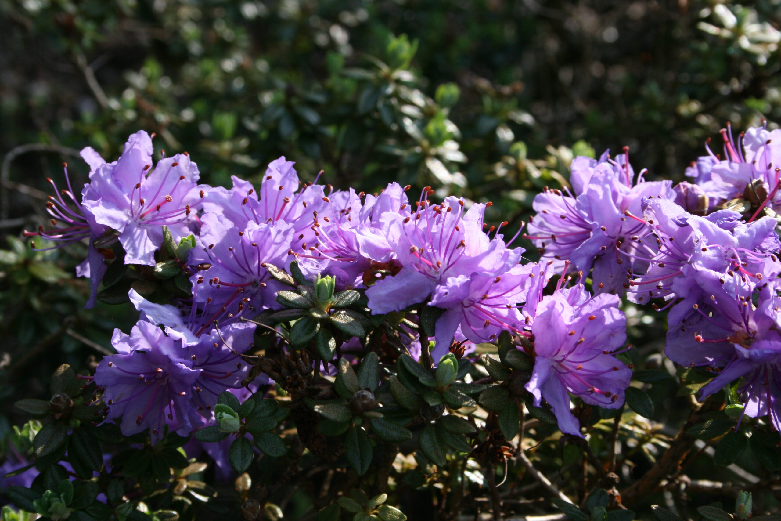 Rododendron fastigiatum
