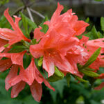 Rhododendron_japonicum_01