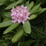 Rhododendron_macrophyllum_4861