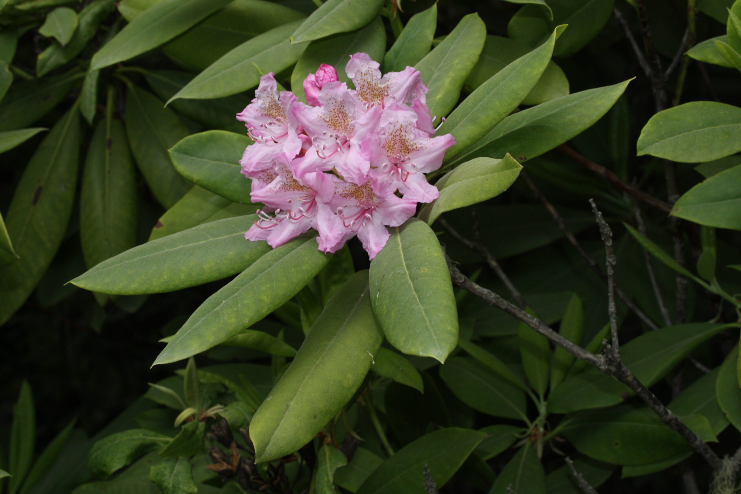 Rododendron macrophyllum