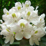 Rhododendron_maximum