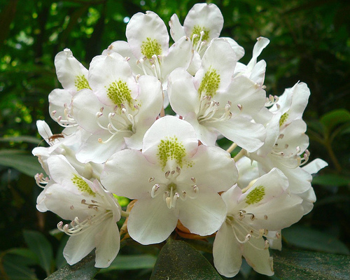 Rododendron maximum