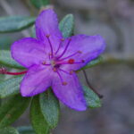 Rhododendron_nivale_subsp._boreale_ÖBG_2012-05-20_04