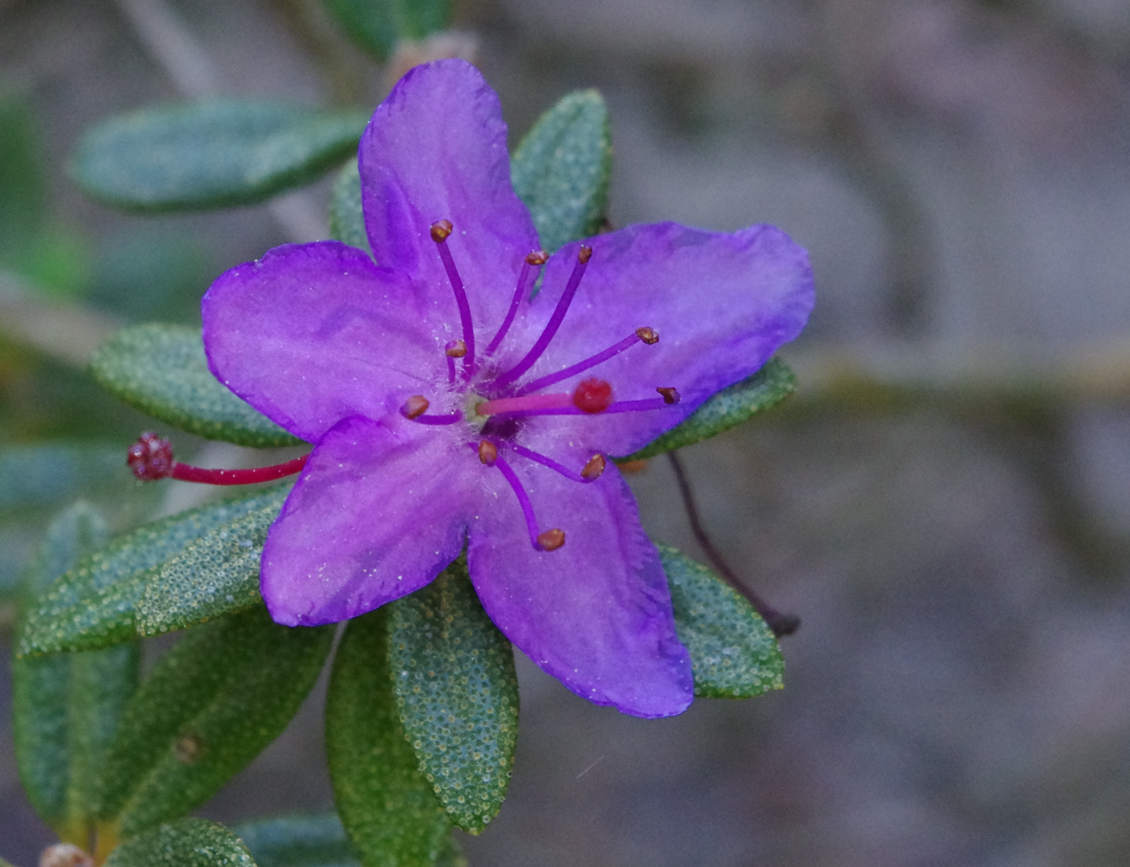 Rododendron nivale
