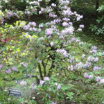Rhododendron_oreotrephes_-_Villa_Taranto_(Verbania)_-_DSC03648
