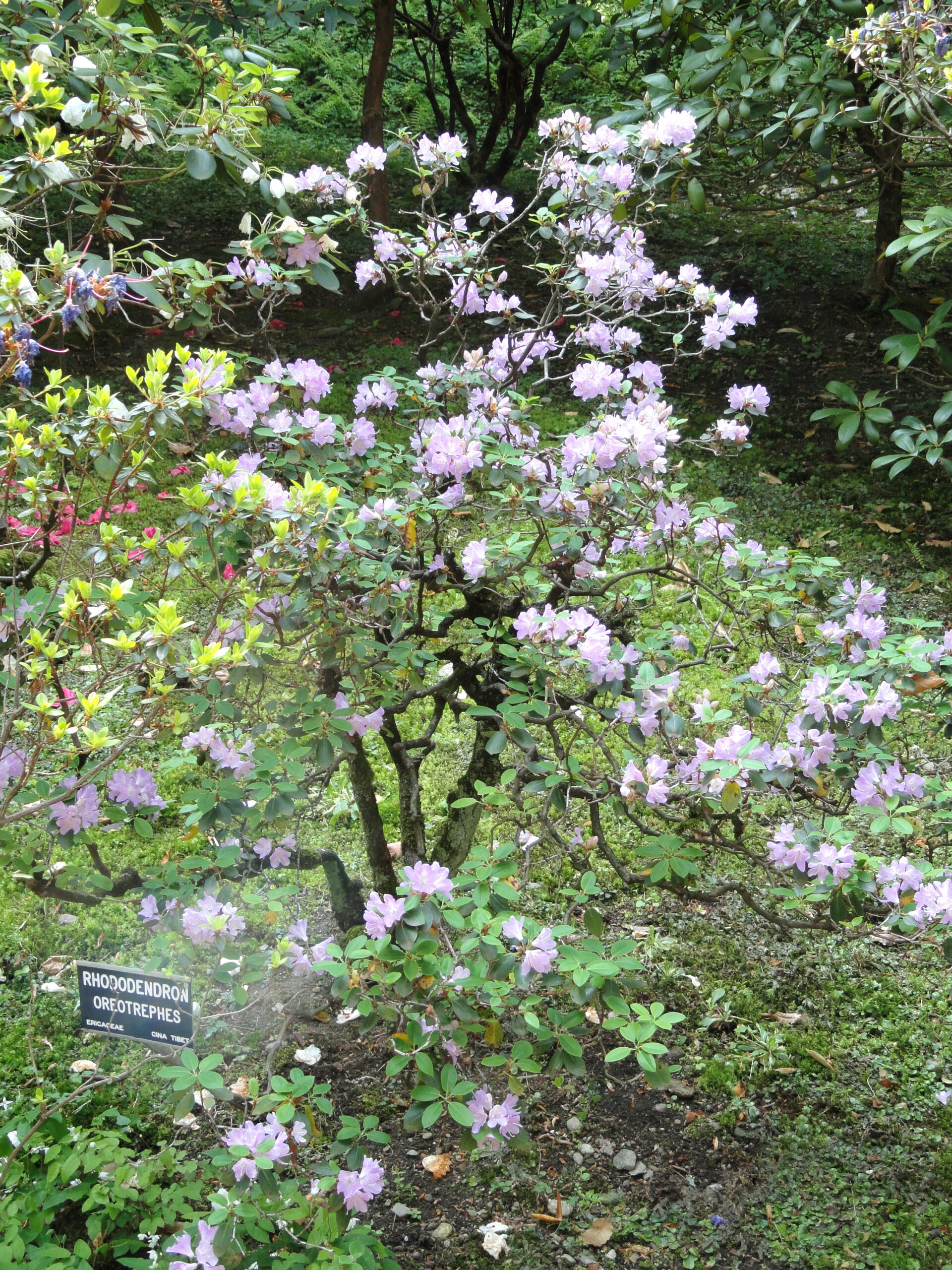 Rododendron oreotrephes