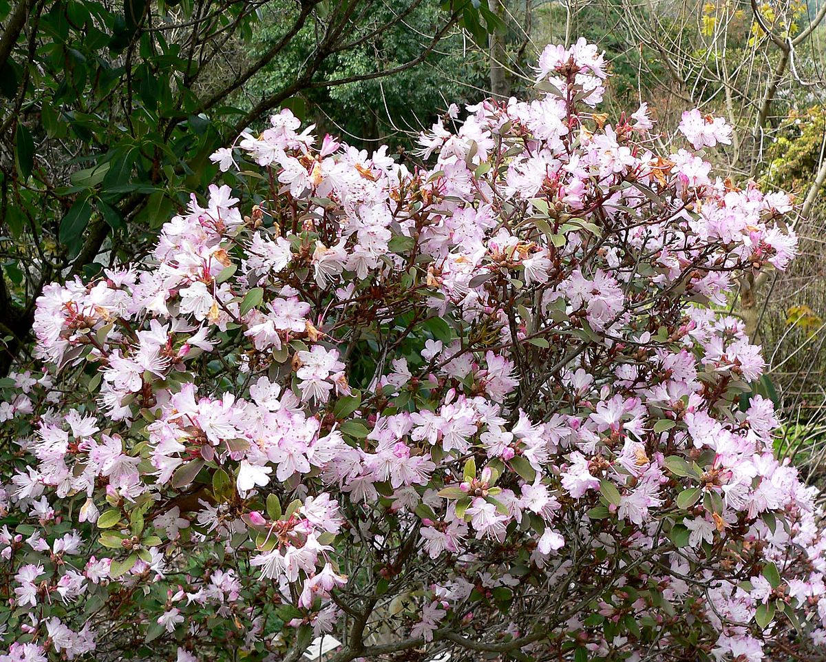 Rododendron racemosum