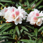 Rhododendron_roxieanum-IMG_6699