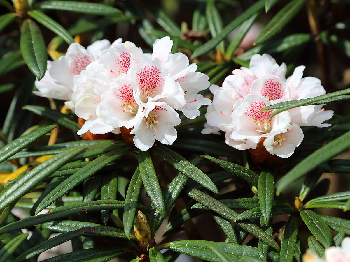 Rododendron roxieanum
