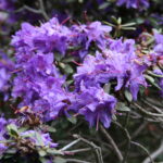 Rhododendron_russatum