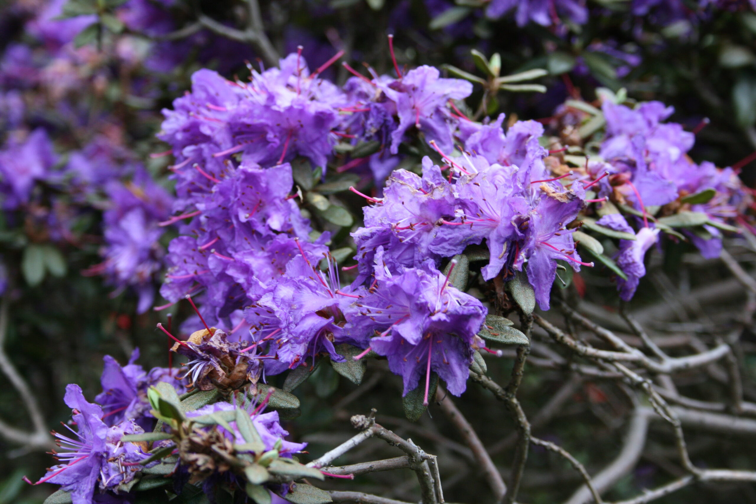 Rododendron russatum