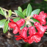 Rhododendron_sanguineum_-_VanDusen_Botanical_Garden_-_Vancouver,_BC_-_DSC06936
