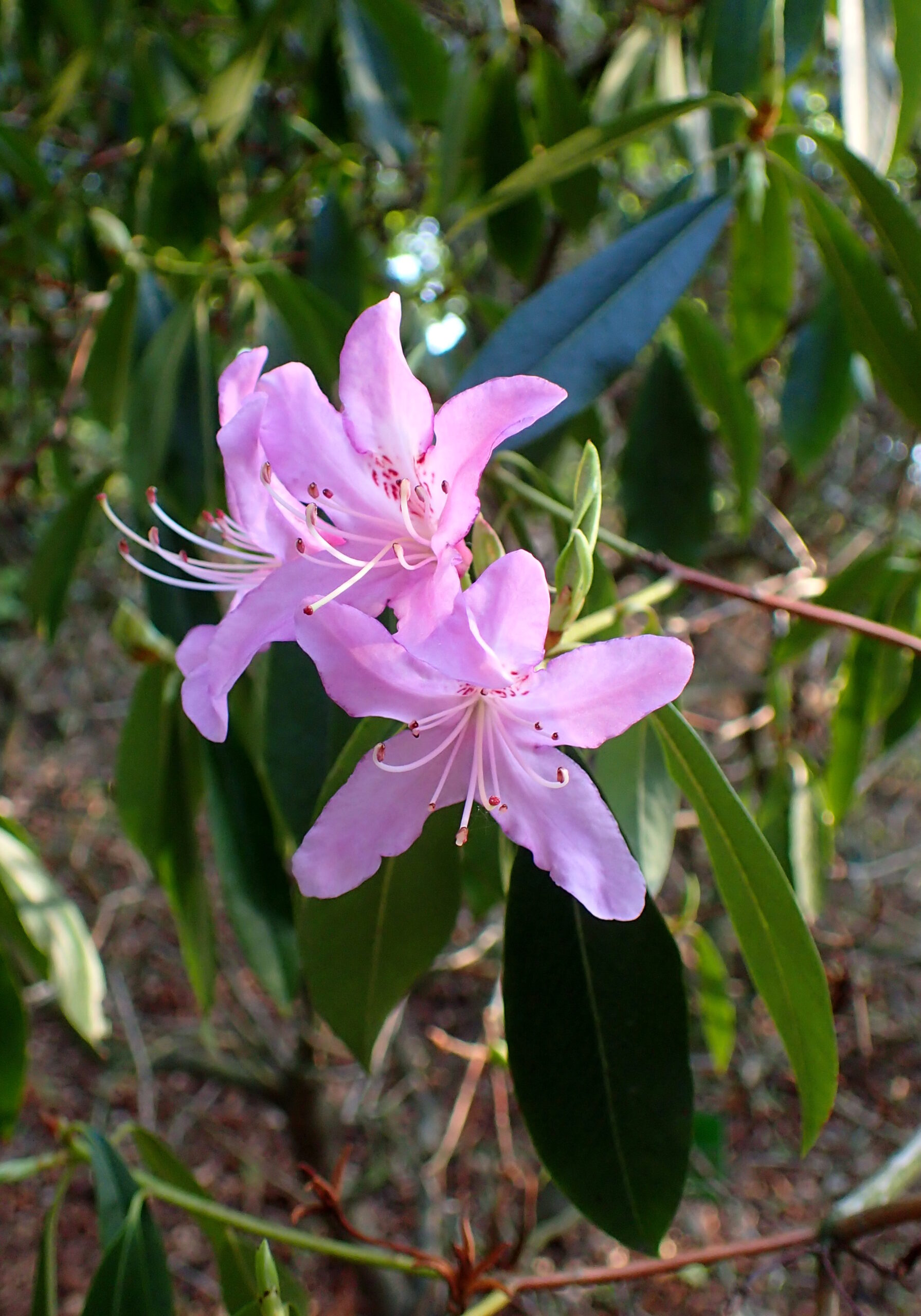 Rododendron searsiae
