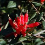 Rhododendron species?
