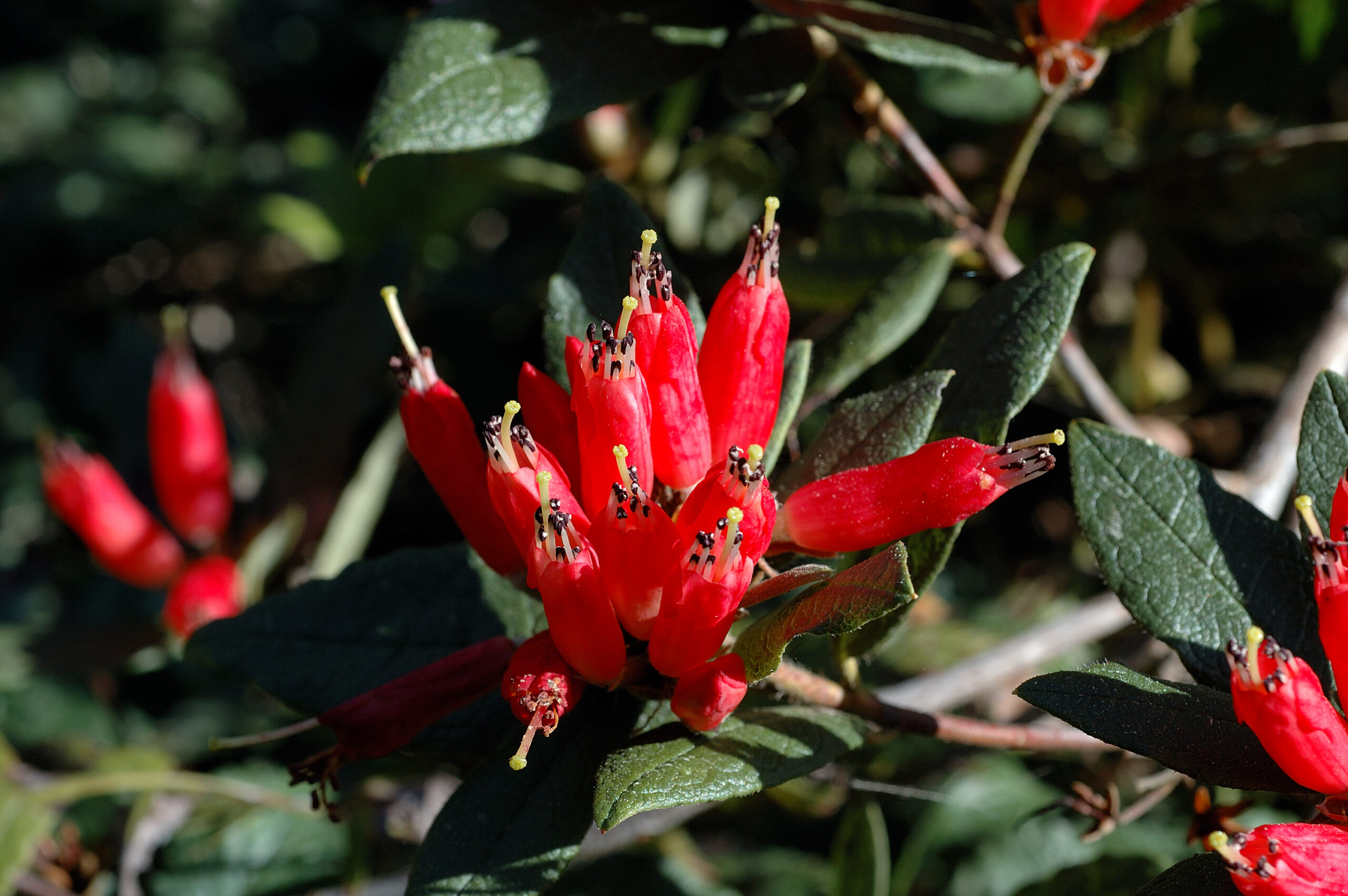 Rododendron spinuliferum