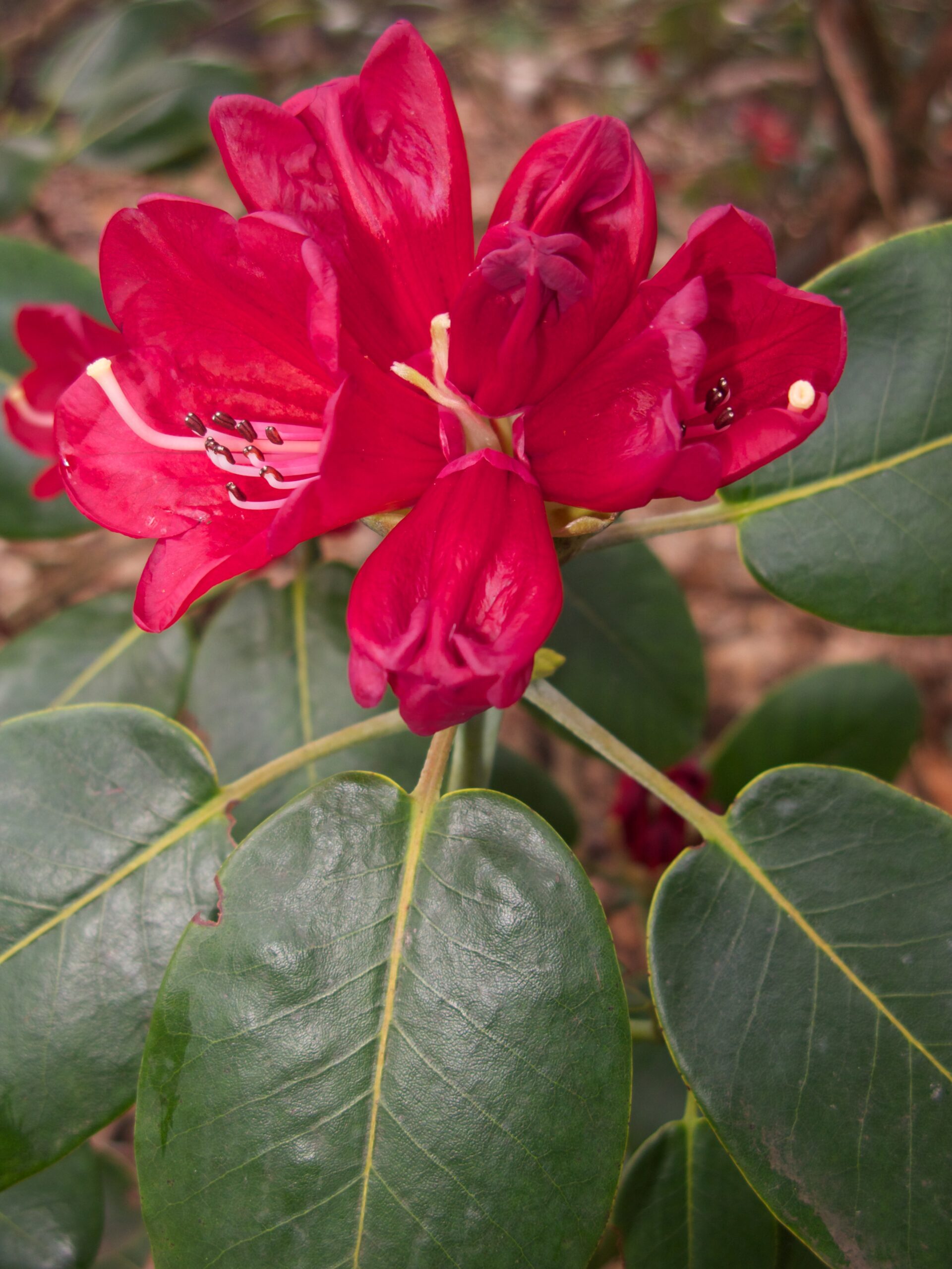 Rododendron thomsonii