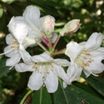 Rhododendron_vernicosum_-_VanDusen_Botanical_Garden_-_Vancouver,_BC_-_DSC07334