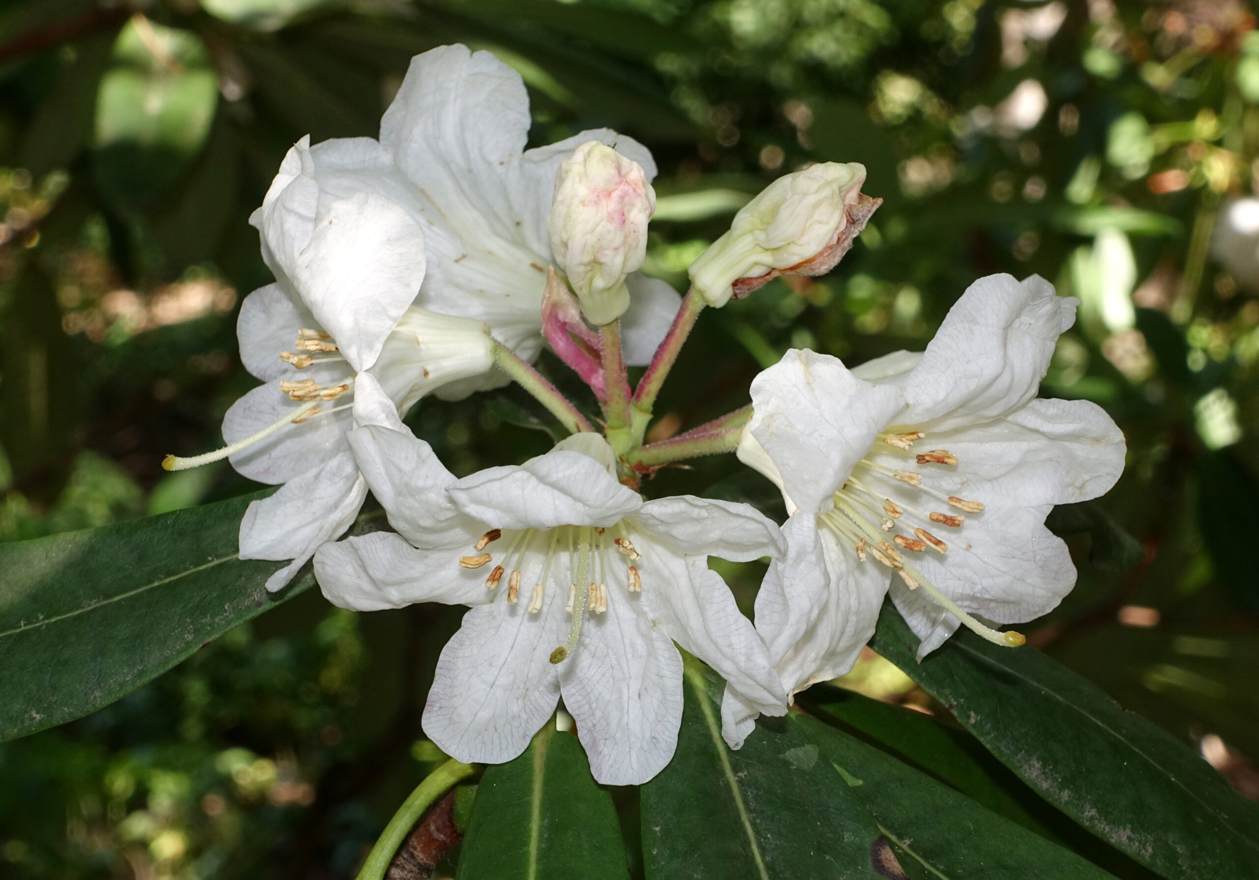 Rododendron vernicosum