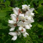 Robinia_Pseudoacacia_flower
