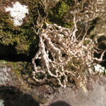 Roccella_fuciformis