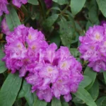 Rododendron-lajka-5868.jpg