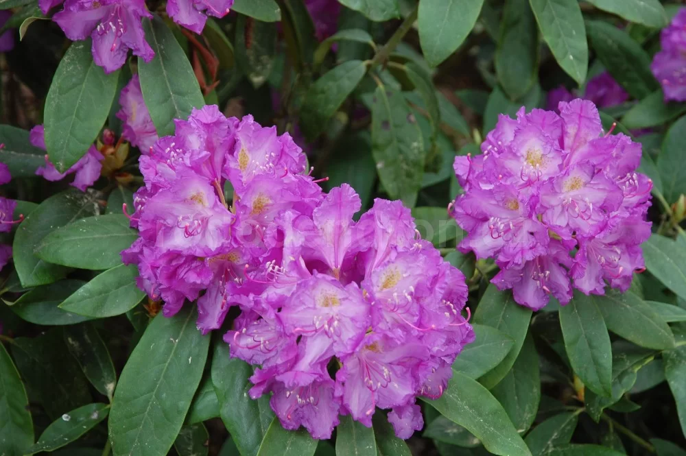 Rododendron ´lajka´