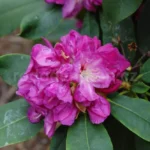 Rododendron-milan-6233.jpg