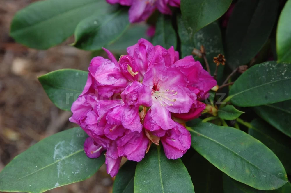 Rododendron ´milan´
