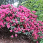 Rododendron-moravanka-6283.jpg