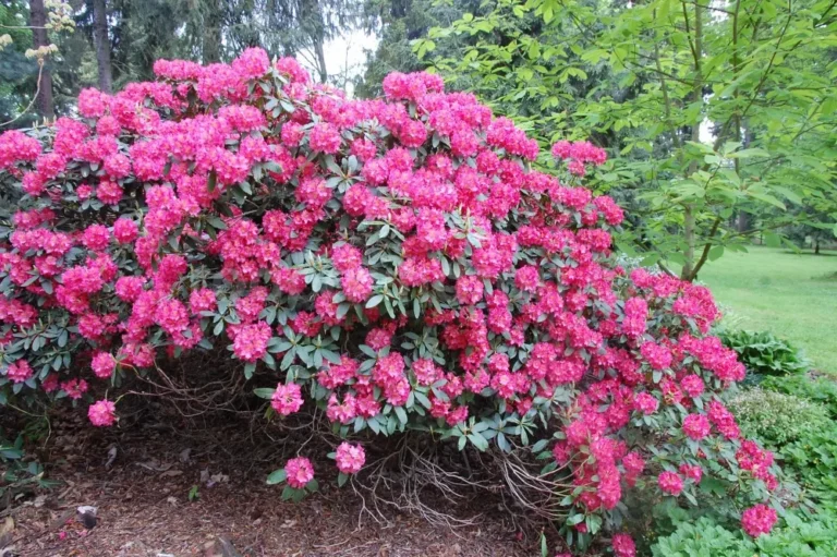 Rododendron ´moravanka´ Rododendron-moravanka-6283.jpg
